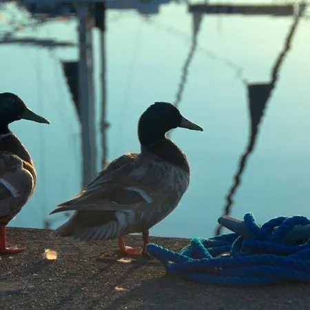 Apartamento Ancora Marina Haus 2 Nr 05, Typ 1 *